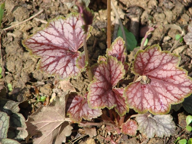 heuhera 1